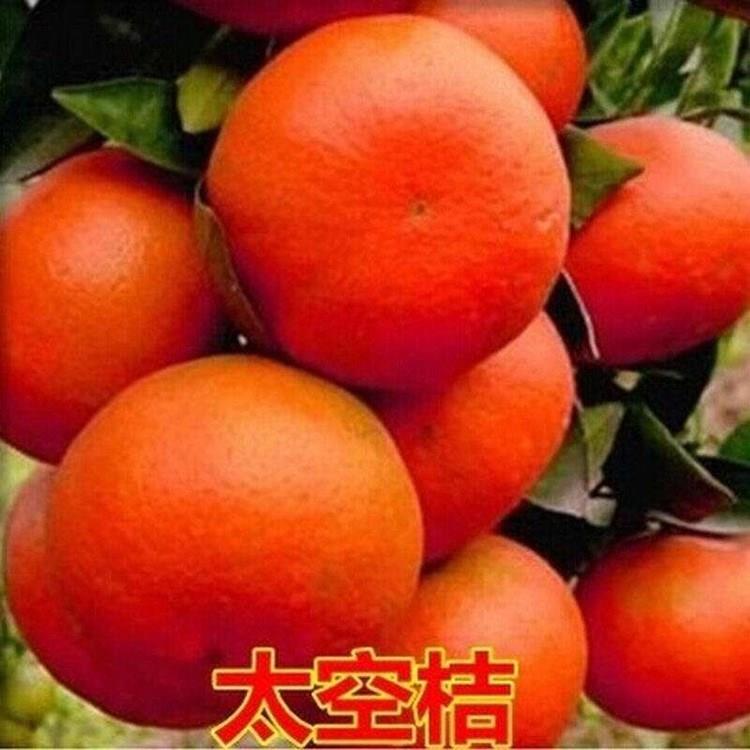 正宗象山黄美人柑橘苗橘子桔子嫁接枝条蜜桔柑桔明日见红美人爱媛