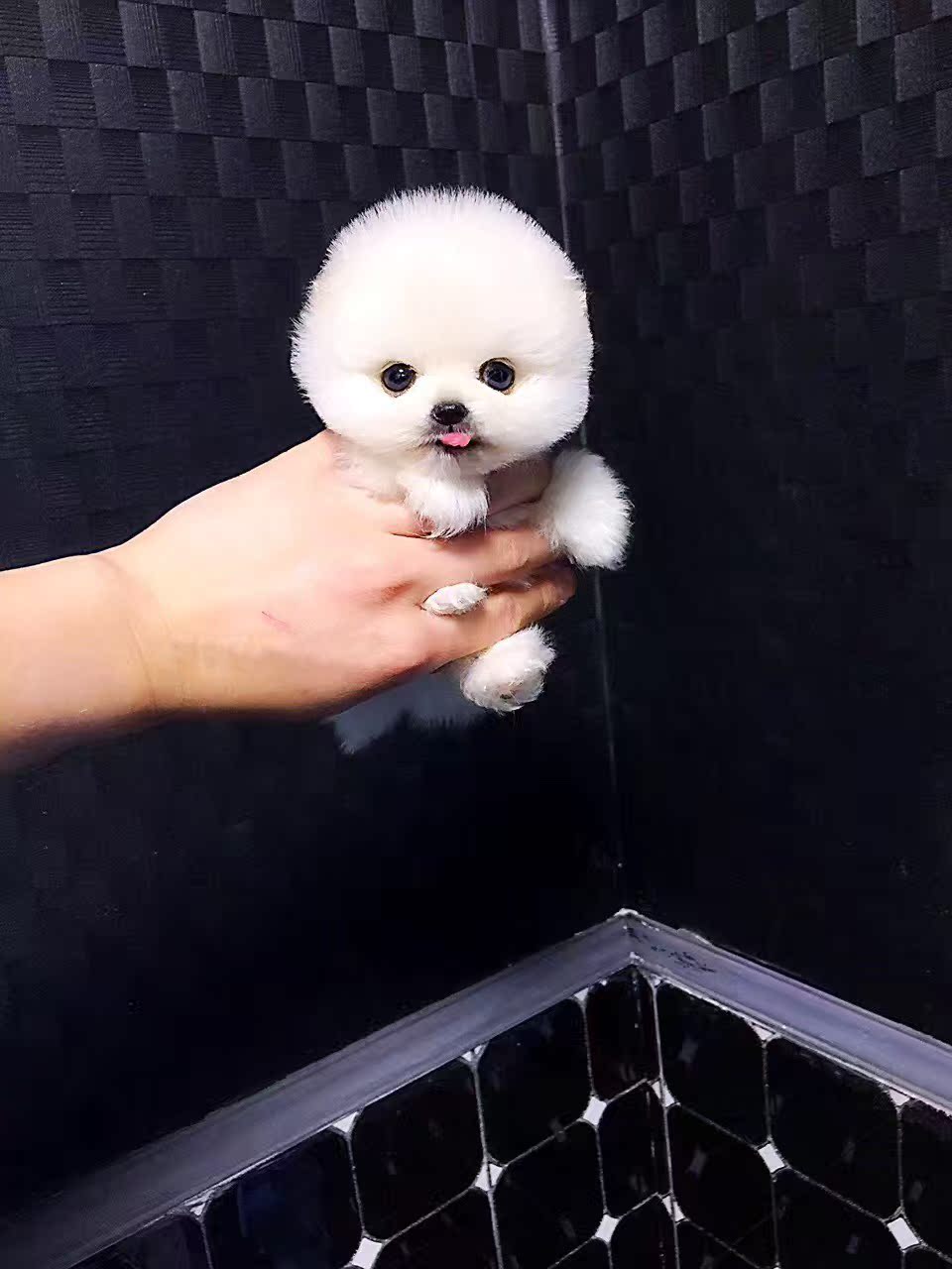 宠物狗小型犬活体家养泰迪