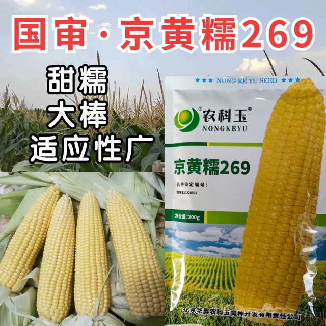 京黄糯269玉米种子国审大棒黄甜糯