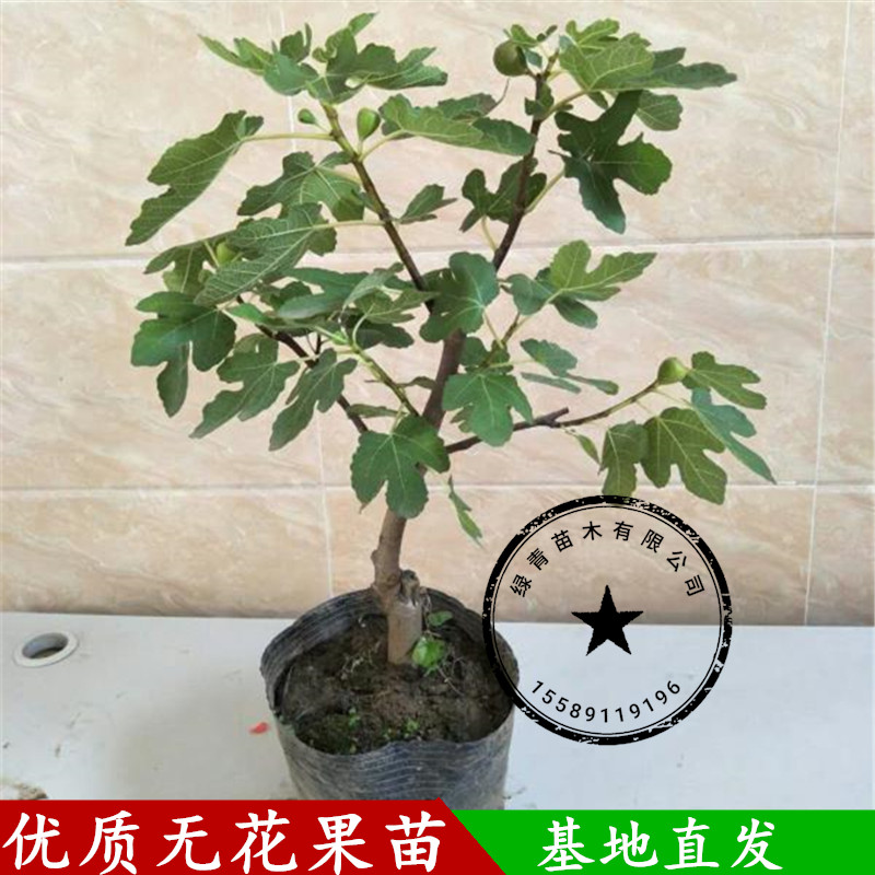 无花果树果苗无花果苗盆栽室内当年结果特大矮化带盆发货新品种