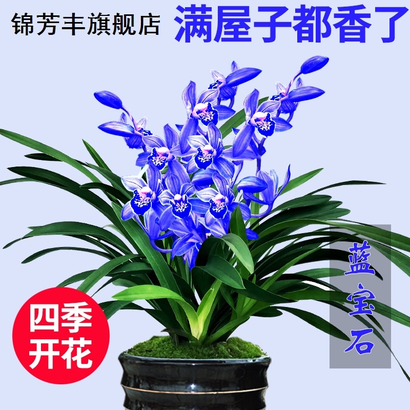兰花品种大全建兰有香味的兰花苗冬春季开花带花苞花卉绿植盆栽