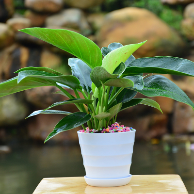 金钻盆栽植物 室内桌面小盆栽花卉四