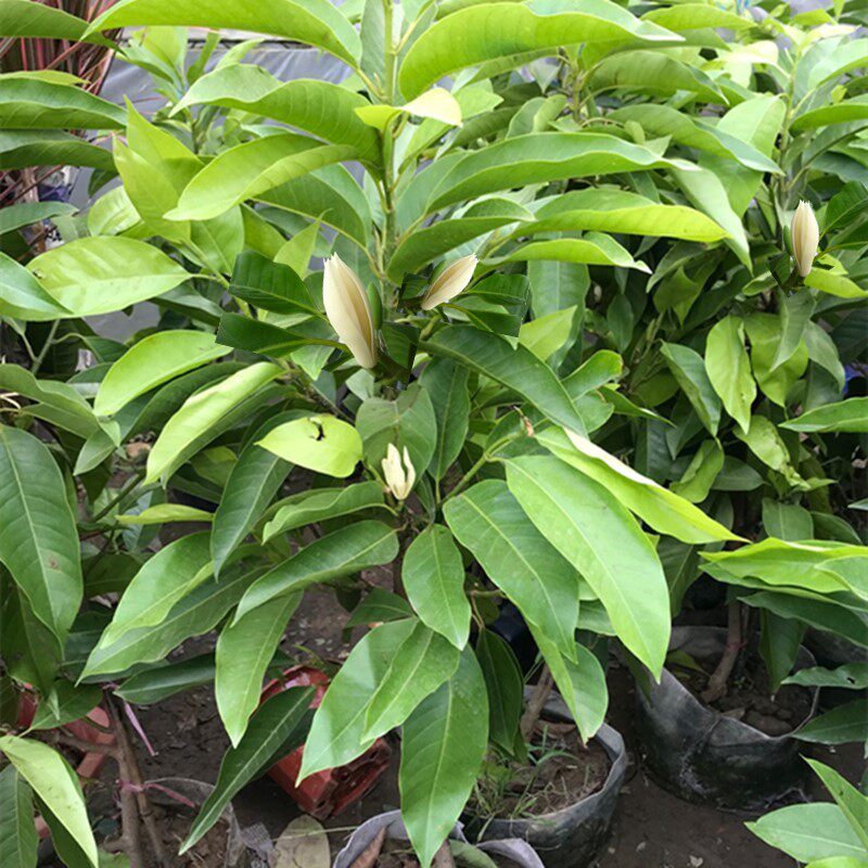 浓香白兰花阳台庭院盆栽花卉黄角兰绿植植物白色玉兰苗