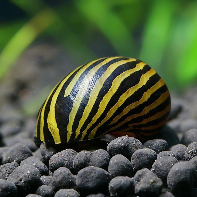 观赏黄金螺活体除藻好养苹果马来螺