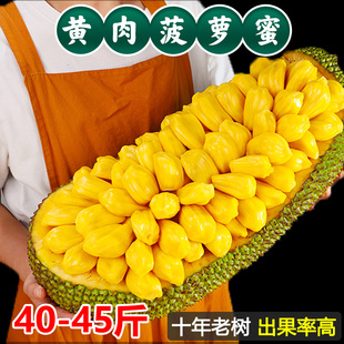新鲜海南菠萝蜜黄肉干苞木树菠萝当季水果40-45斤整个三亚特产甜1