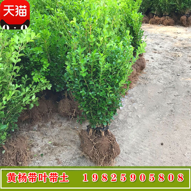 小叶黄杨苗庭院种植瓜子黄杨树四季青黄杨球盆栽黄杨造型树桩盆景