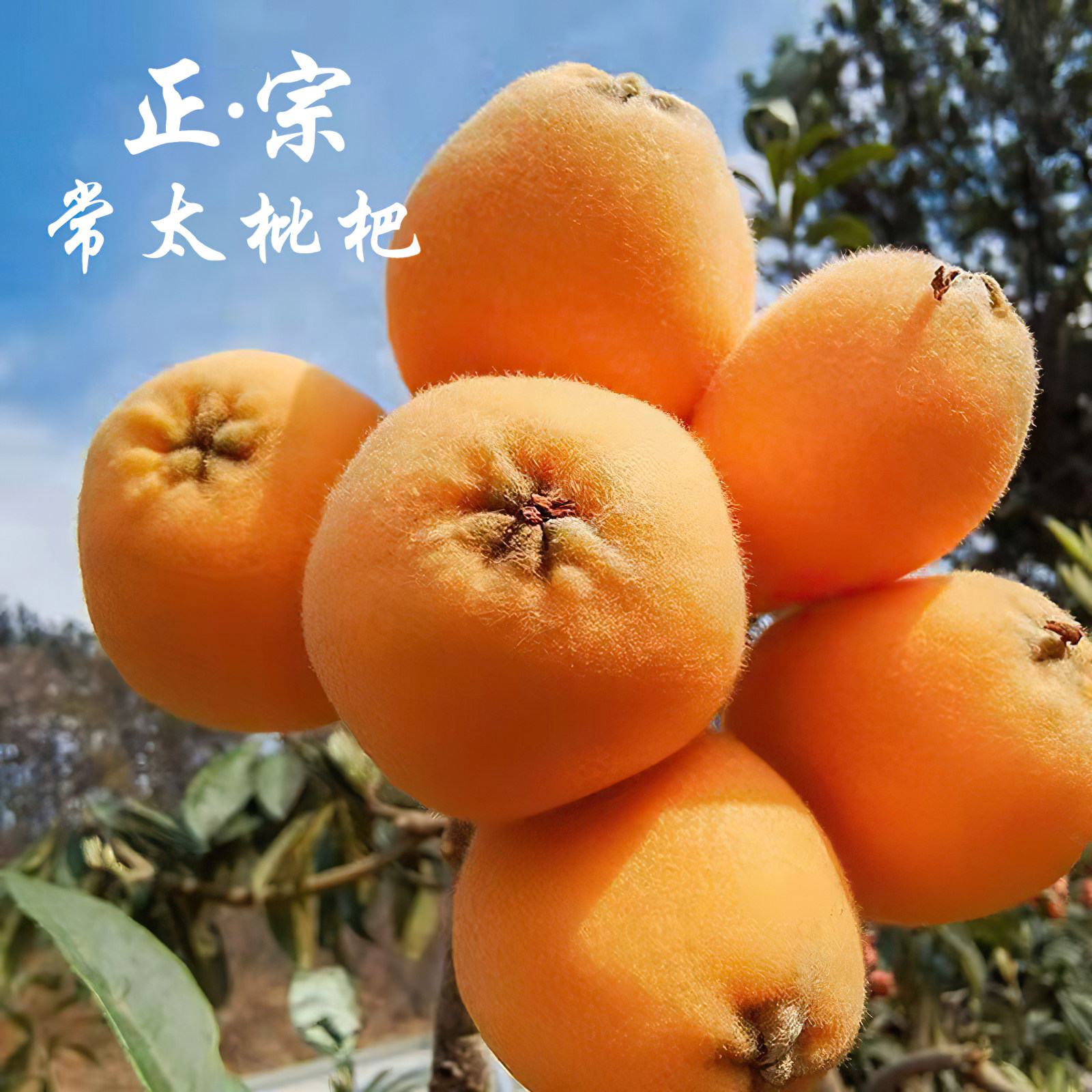 正宗福建莆田早钟常太五星大装枇杷