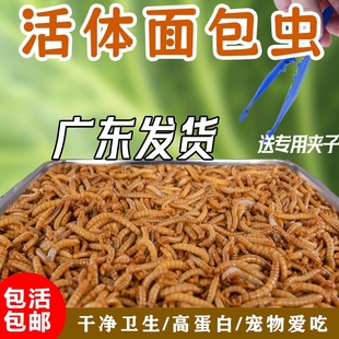 面包虫大麦虫黄粉虫活体观赏鱼龙鱼乌龟仓鼠蜥蜴鸟饲料引种养殖