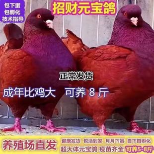 正宗大型元宝鸽种鸽圆环鸽包下蛋繁殖活物一对青年鸽肉鸽包活观赏