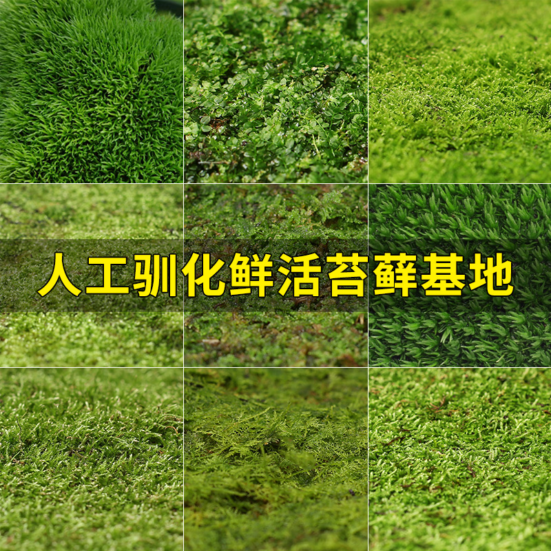 白发藓 新鲜苔藓植物 鲜活微景观植物青苔绿苔藓  台藓草皮藓白发