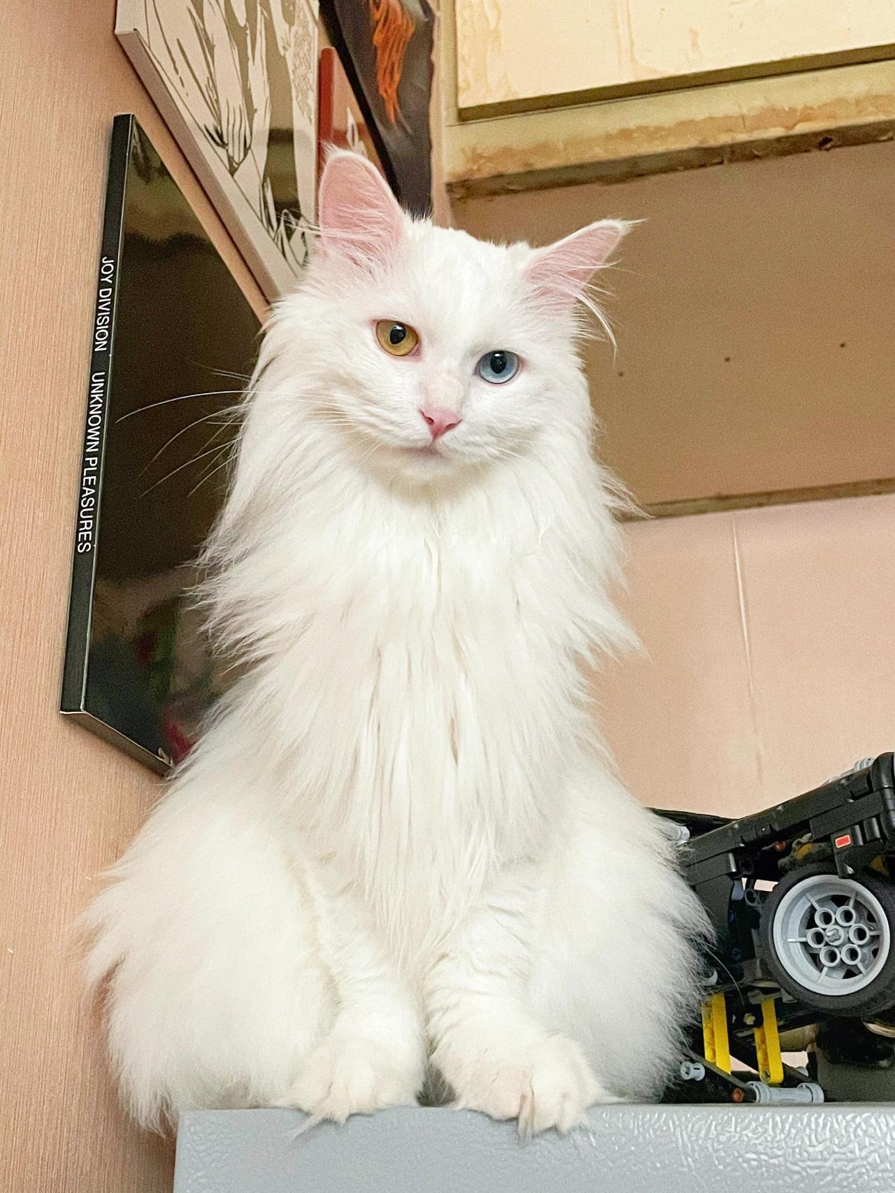 纯白异瞳狮子猫异瞳猫纯种狮子猫幼崽鸳鸯眼白猫山东狮子猫仙女猫畜牧