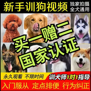 训狗教程2023成都零基础训犬柯基泰迪马犬金毛狗狗的宠物训练视频