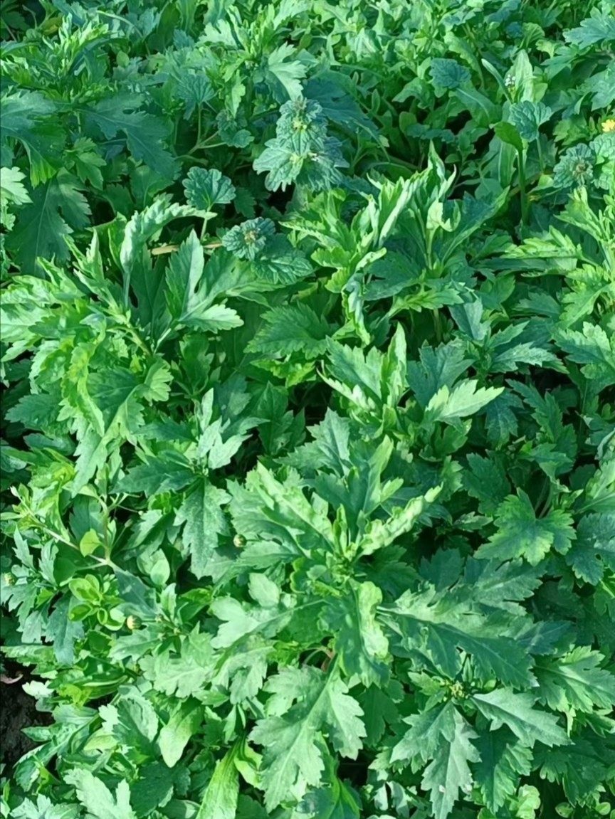 南京产地直销新鲜蔬菜菊花脑菊花叶劳涝自家种植1斤/2斤/3斤装