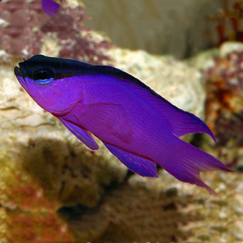 黄丹吊=三角吊x黄吊 倒吊鱼海水观赏鱼海鱼活体水族宠物顺丰