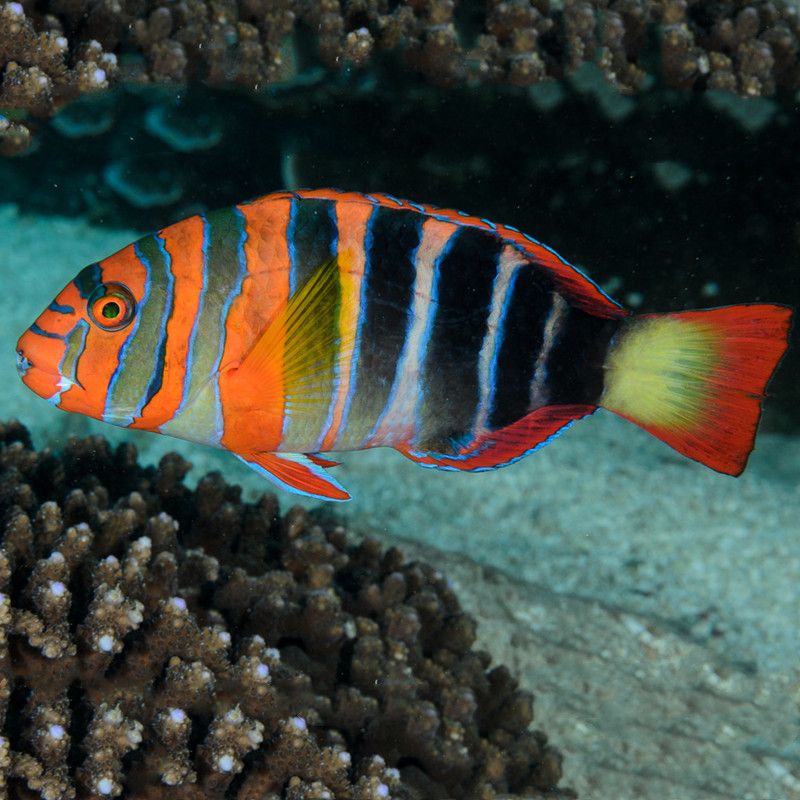 美国藩王鱼海水鱼隆头鱼海水观赏鱼海鱼活体水族宠物顺丰