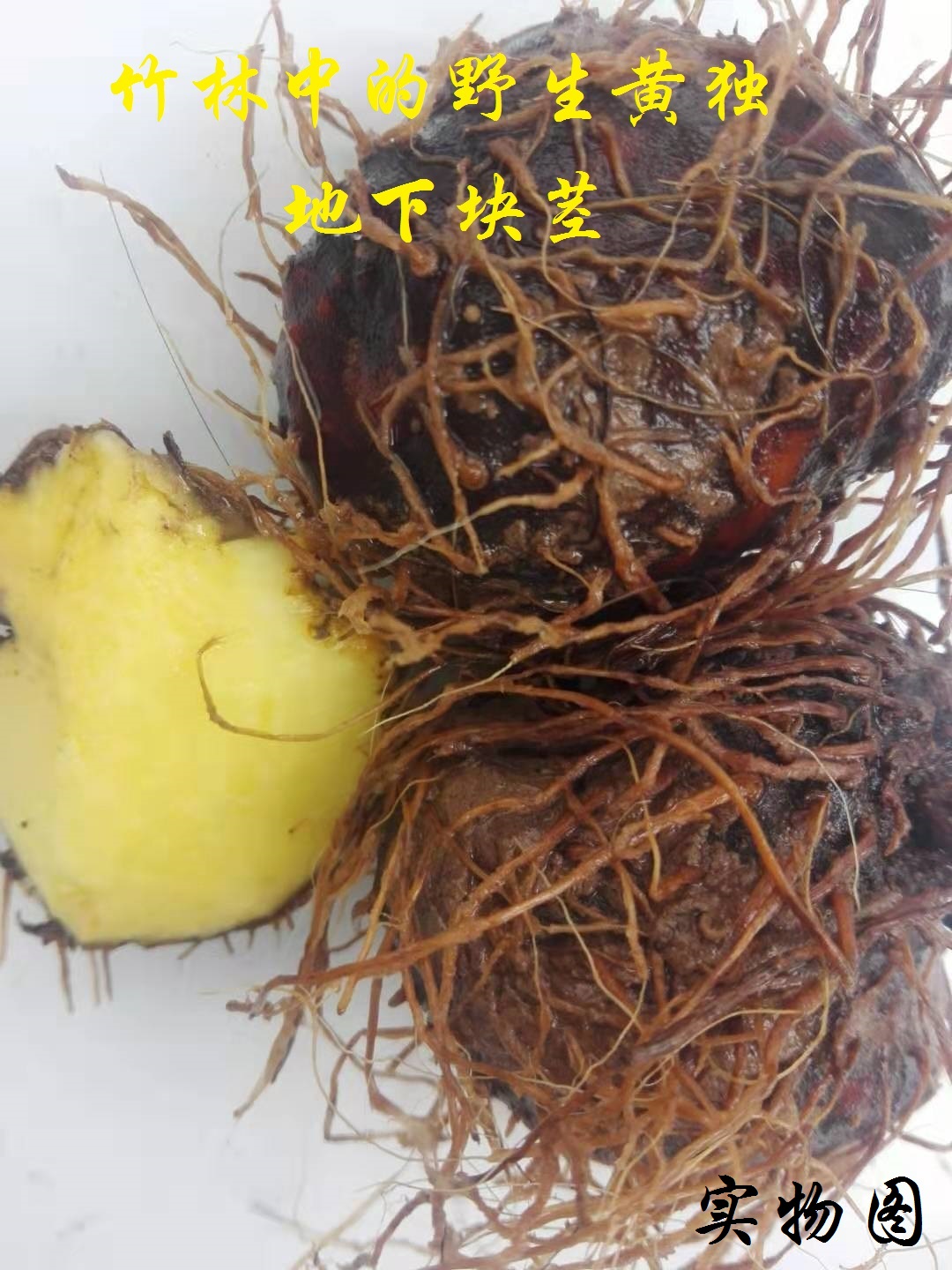 野生黄独黄要子零余子薯蓣雷公薯金线吊虾蟆薯蓣科地下块茎鲜品