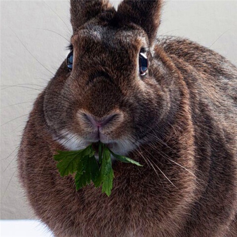 2019英国大流士巨兔 活体兔子大型肉兔子养45斤野兔活体包邮包活