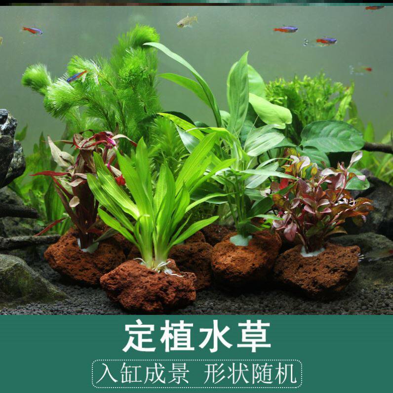 装饰水溶专用孔雀鱼火山石水草养殖鱼草底泥景观植物净水鱼池懒人