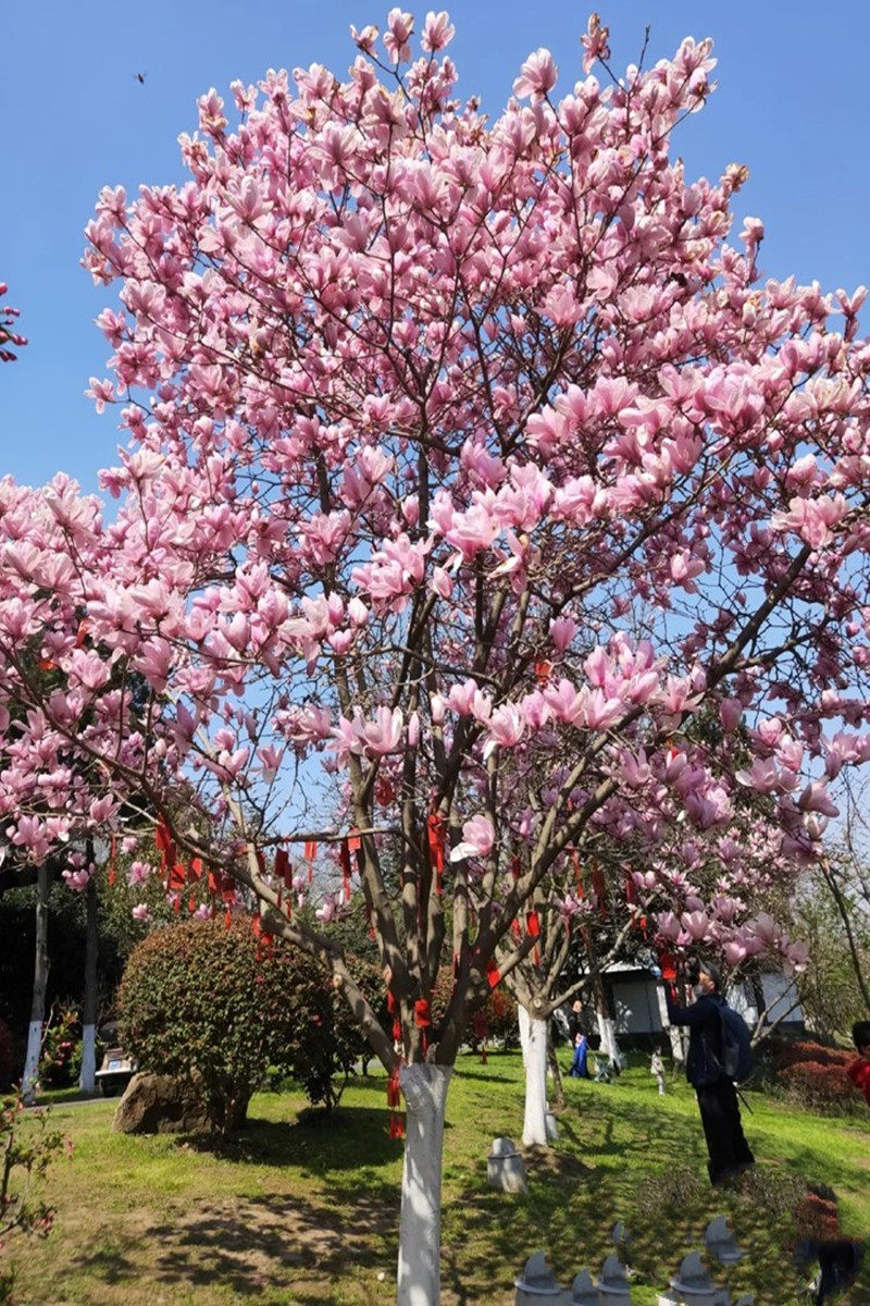 玉兰花树苗大型庭院娇红玉兰紫玉兰树苗盆栽绿化风景树苗景观树苗
