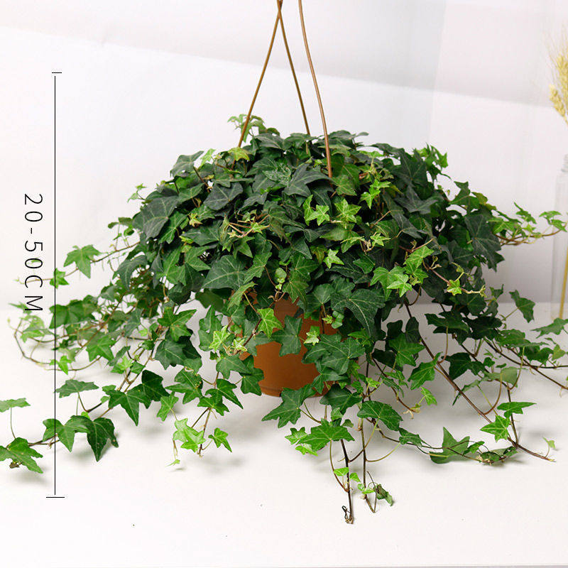 常春藤盆栽易养活植物室内垂吊兰长春藤吸甲醛爬藤植物常青藤绿植