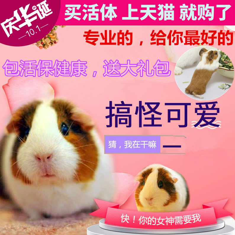 Pet Dutch pig Live animal Couple vaccine Guinea pig with transport cage Home breeding Healthy baby Guinea pig Home breeding