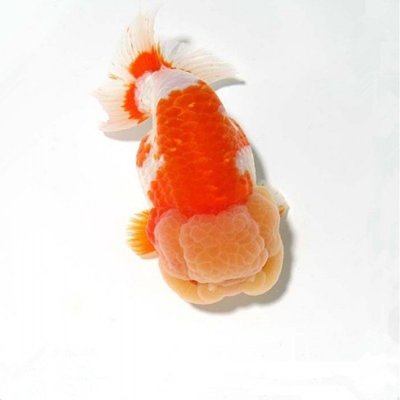 赛级兰寿金鱼活体精品观赏鱼冷淡水娃娃脸水族宠物招财鱼兰寿活鱼