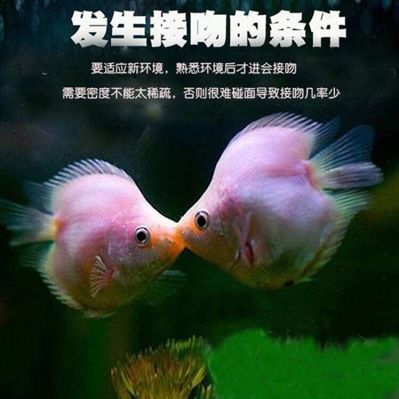 接吻鱼活体亲嘴鱼淡水观赏鱼活体热带鱼彩群鱼虎皮鱼曼龙好养鱼
