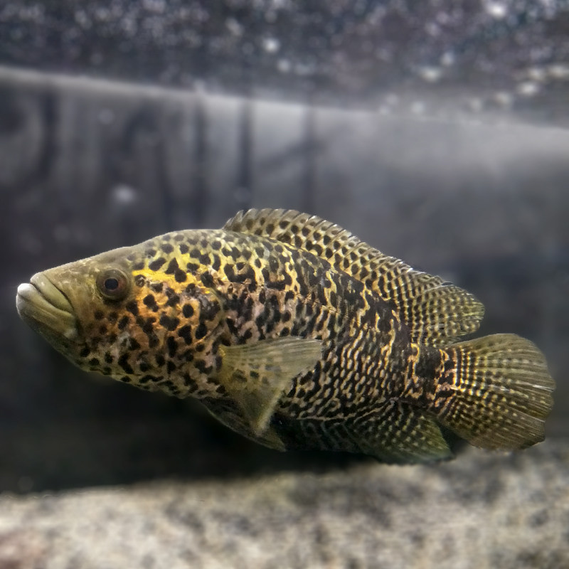 淡水石斑鱼慈鲷花豹花老虎新手凶猛好养大型热带鱼观赏鱼活体包邮