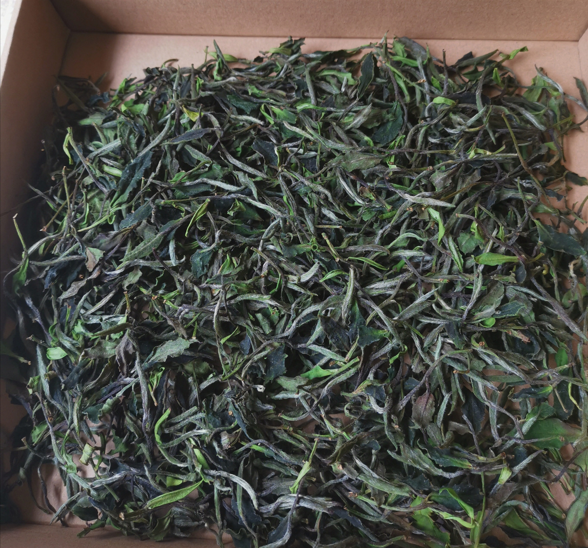 2020年梅占高山白牡丹高香白茶政和白茶500g