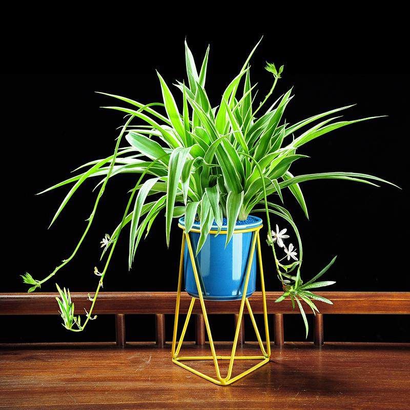 金边吊兰盆栽垂吊植物室内客厅办公室桌面小盆景四季常青好养花卉