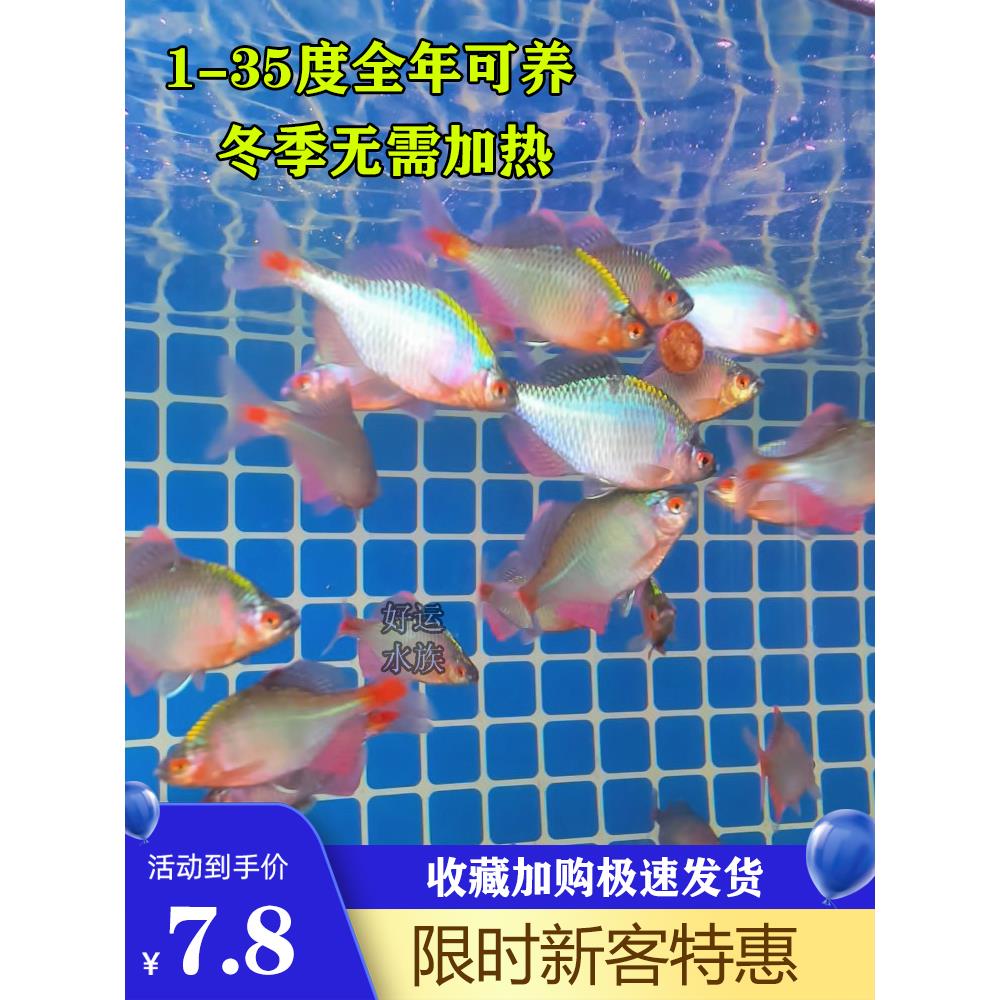 好养淡水观赏鳑鲏鱼七彩旁皮除藻冷水鱼活体小型鱼苗原生群游小鱼