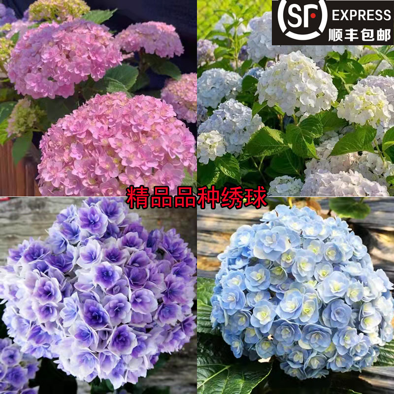 精品绣球花苗无尽夏花手鞠太阳神殿圆锥绣球庭院别墅阳台耐寒花卉