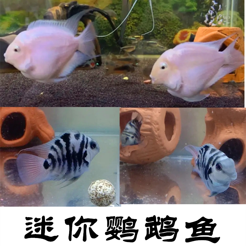 小型热带观赏鱼迷你鹦鹉白金宝蓝鹦鹉鱼淡水鱼活体鱼包邮包损包活