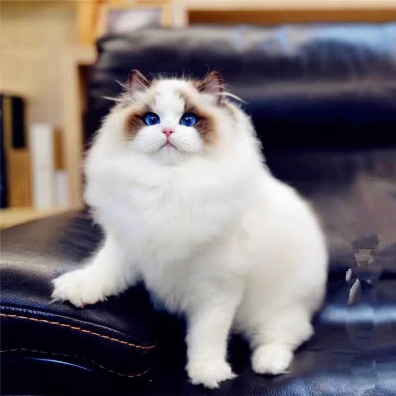 布偶猫幼猫活体海双蓝双赛级仙女猫纯种长毛猫宠物猫咪活物猫幼崽