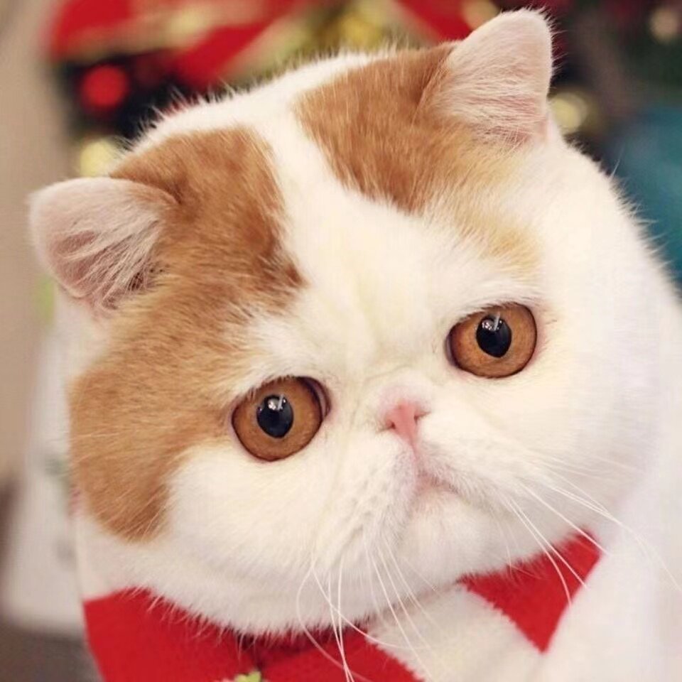 纯种加菲猫幼体宠物短腿纯白大脸猫活体短毛包子脸小猫咪美短蓝猫