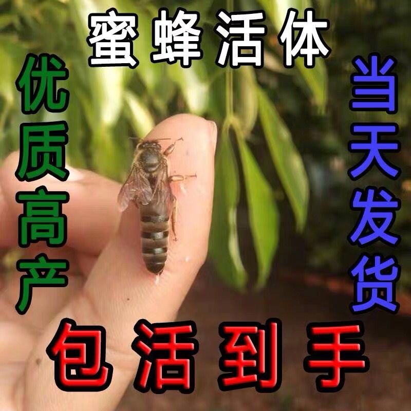 中蜂蜂王种王优质高产蜜蜂活体产卵王双色杂交交尾阿坝黑色处女王在类目 畜牧/养殖物资, 蜂场养殖物资, 养蜂巢础中 - 来自Buy2taobao.com提供专业的淘宝代购服务