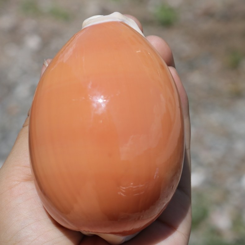 黄金宝螺大天然贝壳海螺标本海螺贝壳鱼缸家居书架摆件礼物包邮