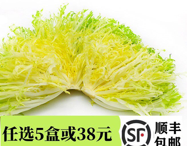 生菜优选新鲜黄心苦100g苦叶狗牙九芽沙拉蔬菜其它