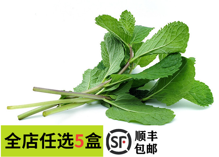 【妙而鲜优选】新鲜薄荷叶250g莫吉托调酒薄荷叶烘焙泡茶新鲜香料