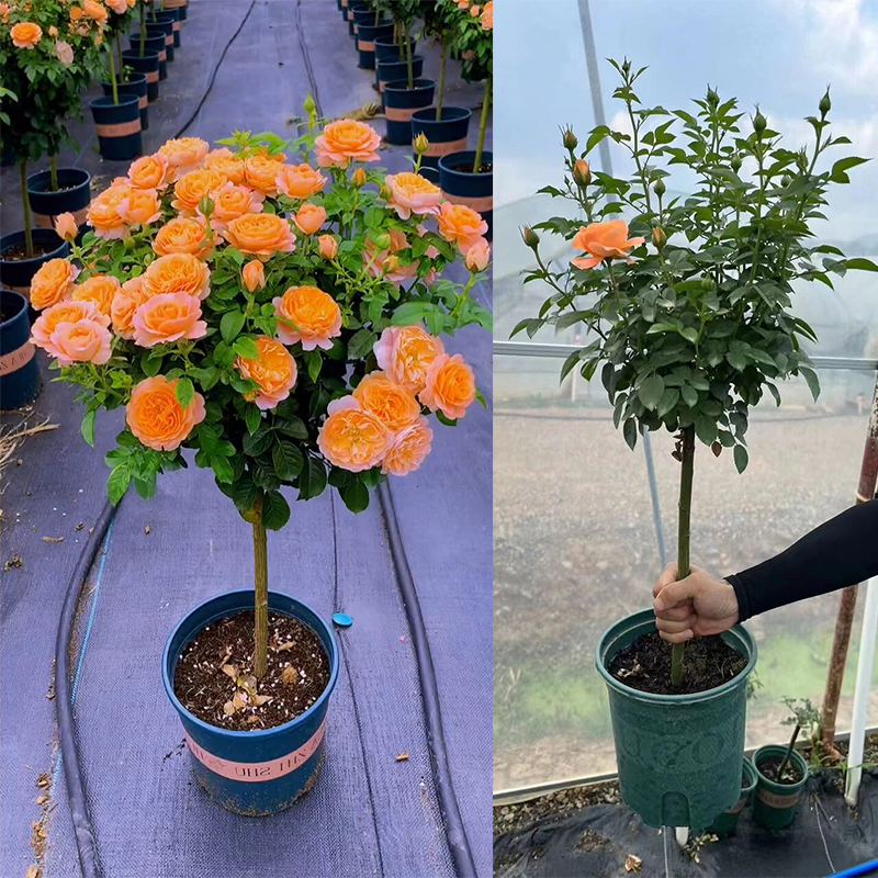 果汁阳台月季棒棒糖树桩月季花苗四季开花卉绿植物特大花玫瑰盆栽