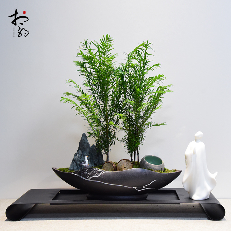 南方红豆杉盆栽书房办公室室内桌面盆景好养植物四季常青花卉绿植