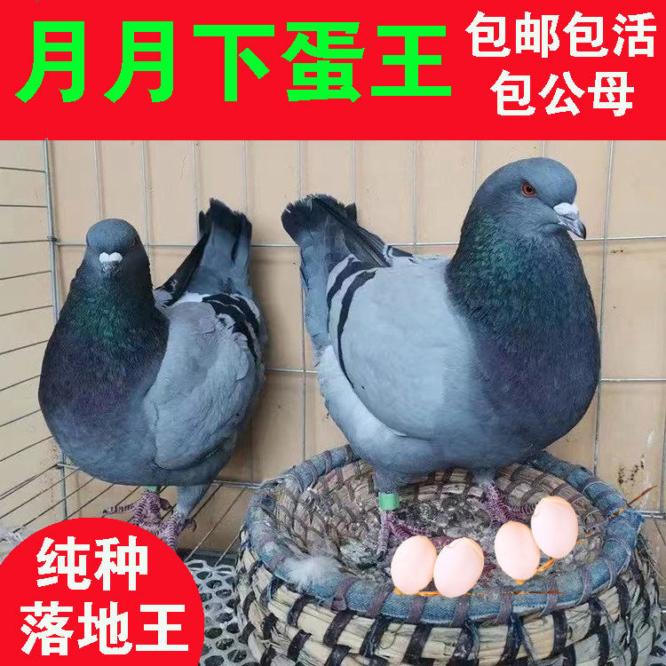 鸽子活物一对元宝鸽子苗观赏鸽肉鸽大体型落地王鸽下蛋王现货速发