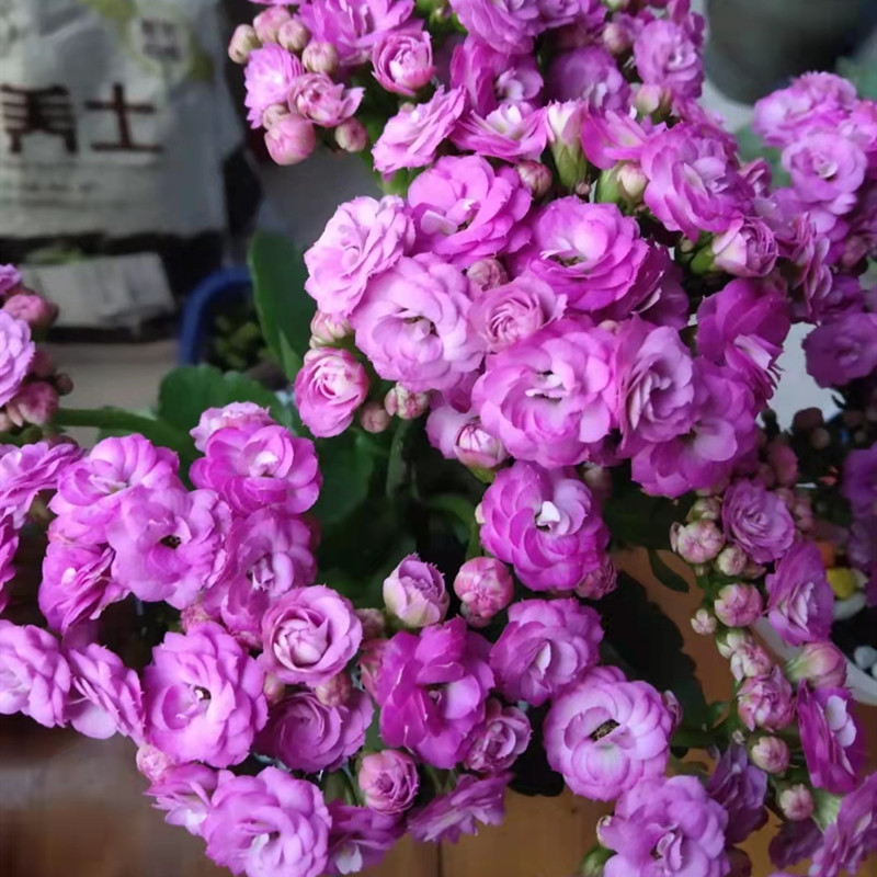 泽塔(昊景货,口径11cm,整体高度20cm左右)稀有品种长寿花重瓣