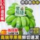 水培香蕉禁止蕉绿苹果蕉整串青香蕉拒绝焦虑芭蕉小米蕉banana花