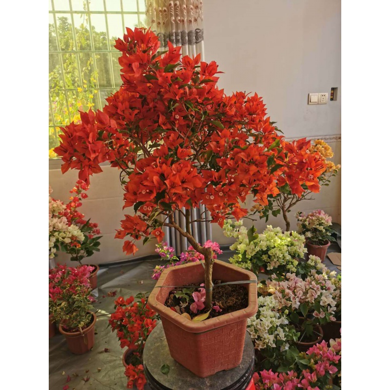 热火桑巴三角居家阳台庭院绿植花卉见图花卉
