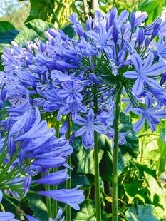 百子莲花苗宿根大苗室内庭院多年生花卉种植开花盆栽阳台四季耐寒