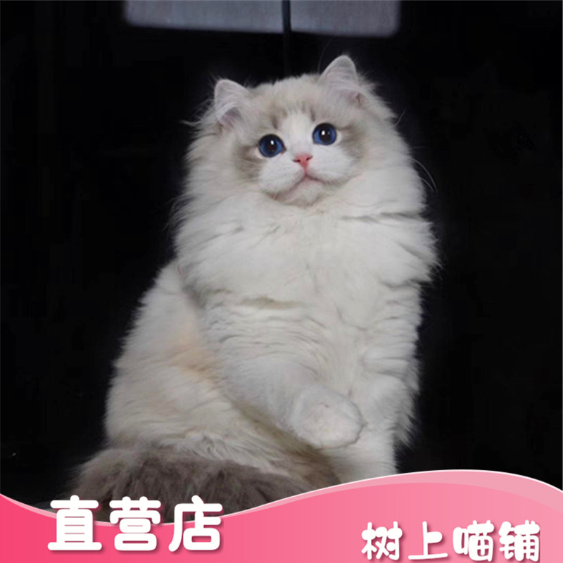 山猫纹布偶猫赛级宠物级家养海双色蓝双色重点色小浣熊布偶猫活体