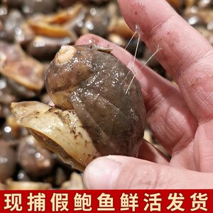 老婆脚海鲜假鲍鱼冷冻鲜活鲍螺大小蜗牛鲍黄金鲍螺网红老婆脚螺