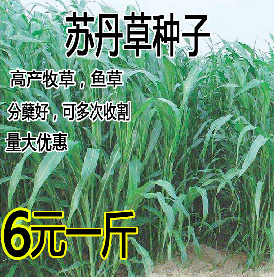 伏羊一碗汤不用开药方