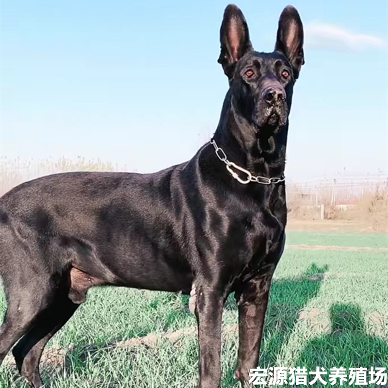 黑狼犬幼犬纯种中华活体大型军犬幼崽墨界护卫巨型纯黑色狼狗出售
